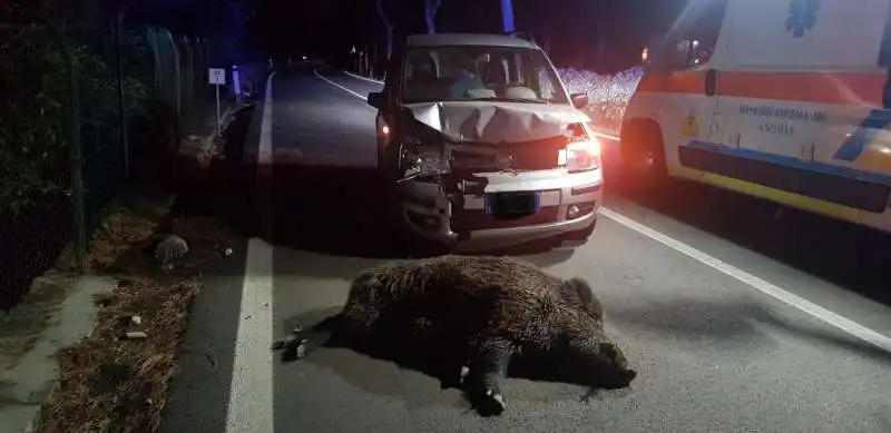 incidente cinghiale 3