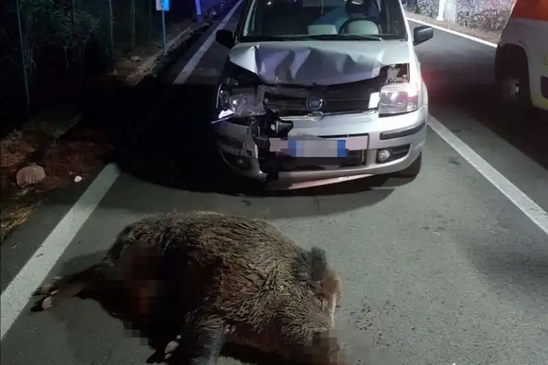 incidente cinghiale 4