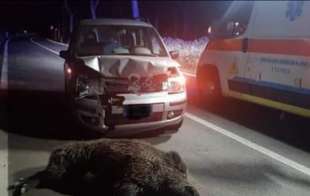 incidente cinghiale 5