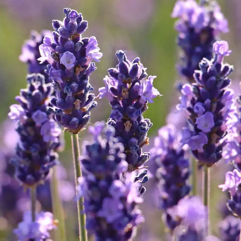 lavanda 1