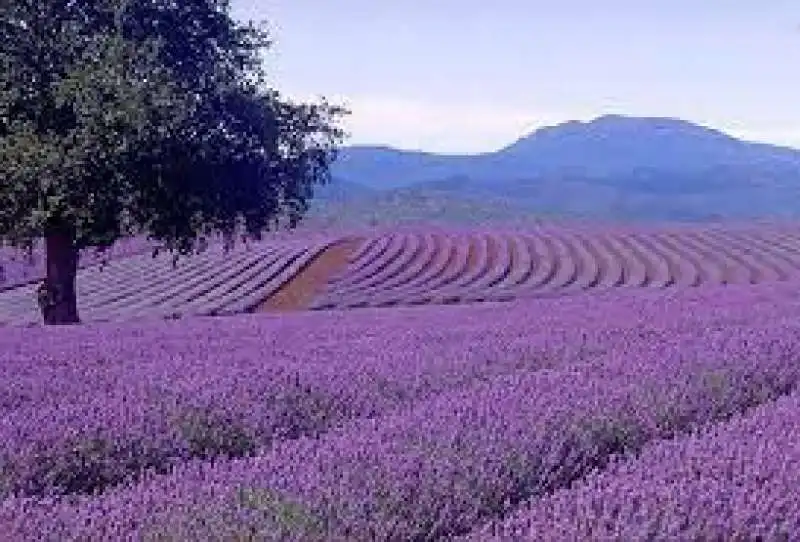 lavanda 11