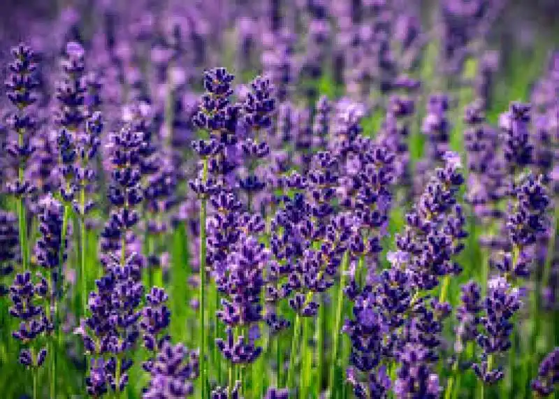 lavanda 12