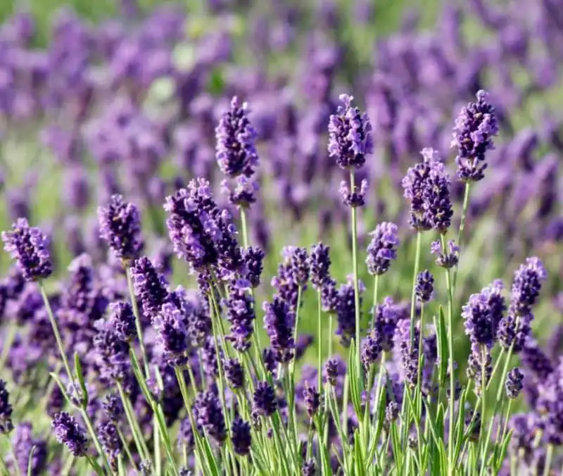 lavanda 13