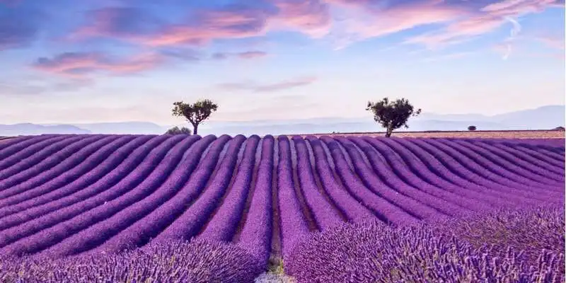 lavanda 14