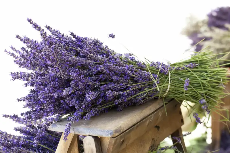 lavanda 2