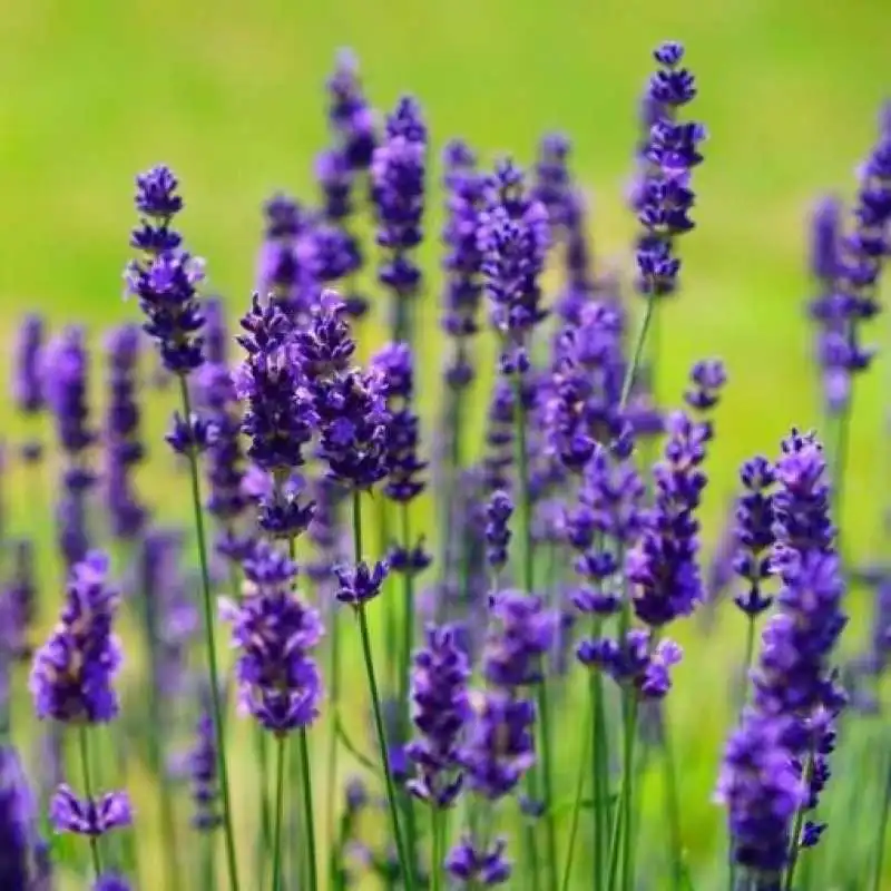 lavanda 4