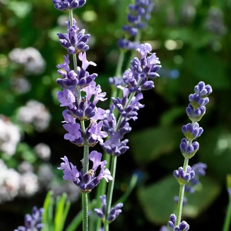 lavanda 5