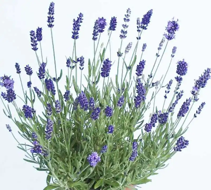 lavanda 6