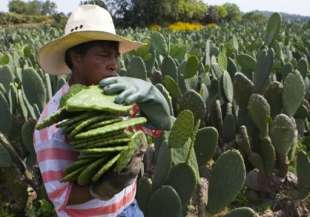 MANGIARE CACTUS