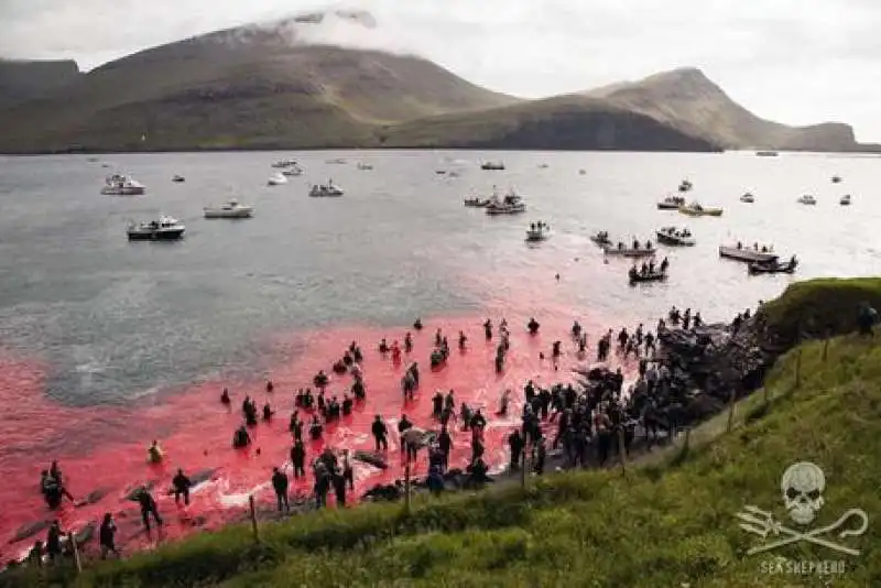 Mattanza delfini isole Faroe 2