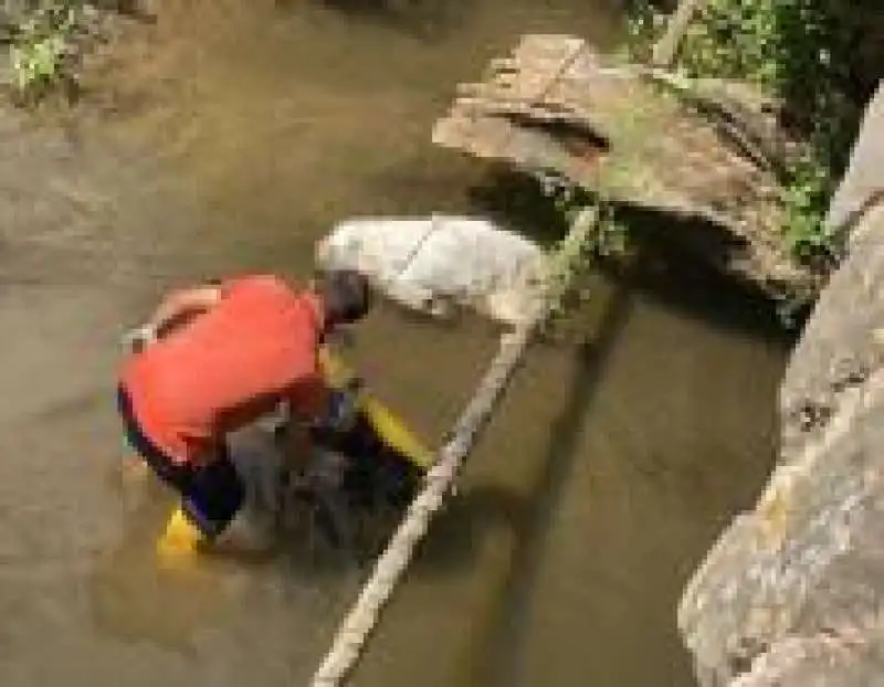 ritrovamento dei cani uccisi 1