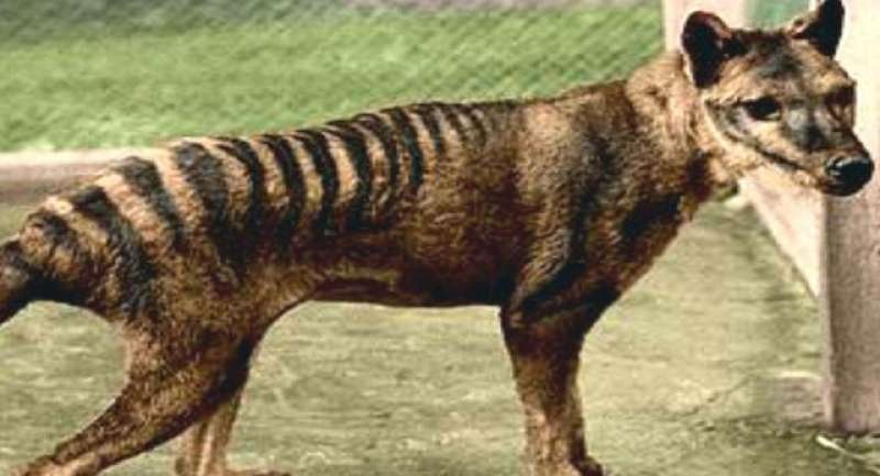 TIGRE DELLA TASMANIA