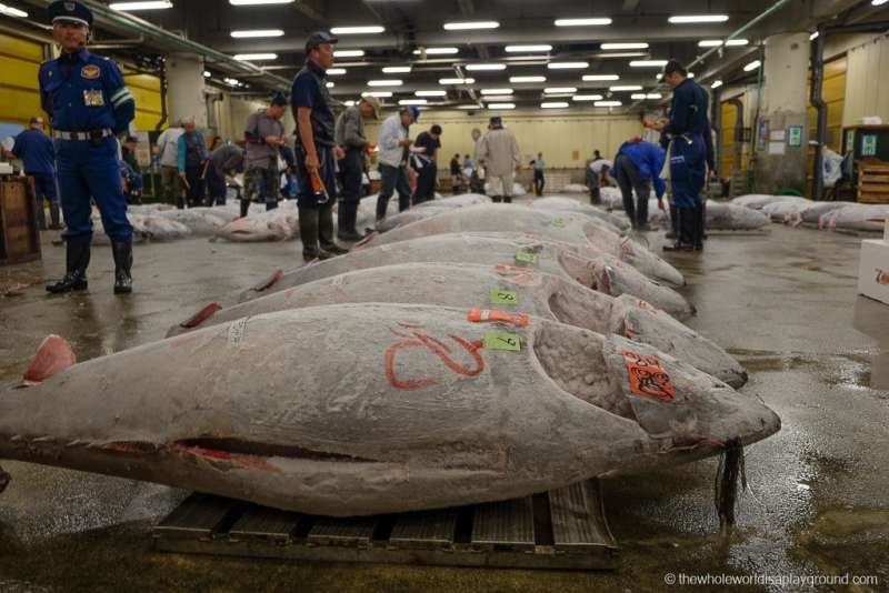 tonno tsukiji 5