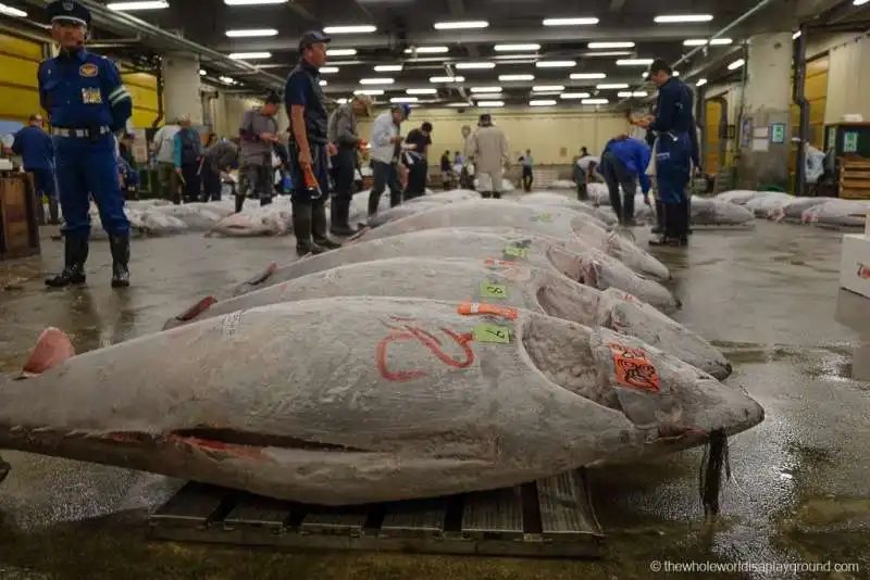 tonno tsukiji 5