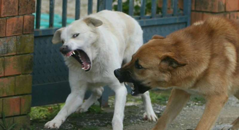 UOMO SBRANATO DAI CANI TREVISO