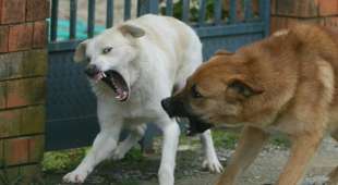 UOMO SBRANATO DAI CANI TREVISO