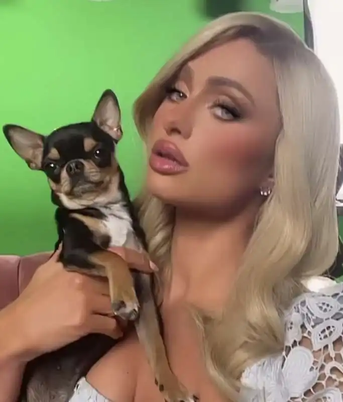 cane di paris hilton 2