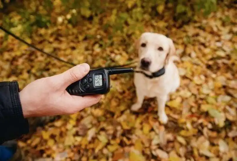 collare con scarica elettrica per cani 3