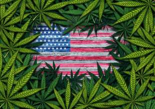 marijuana usa