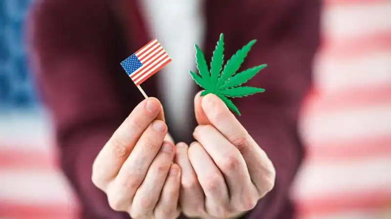 marijuana usa 