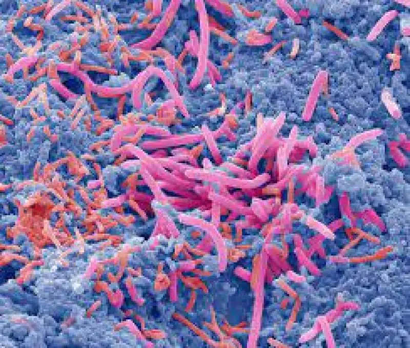 microbiota intestinale 6