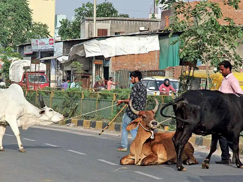 MUCCHE AHMEDABAD 