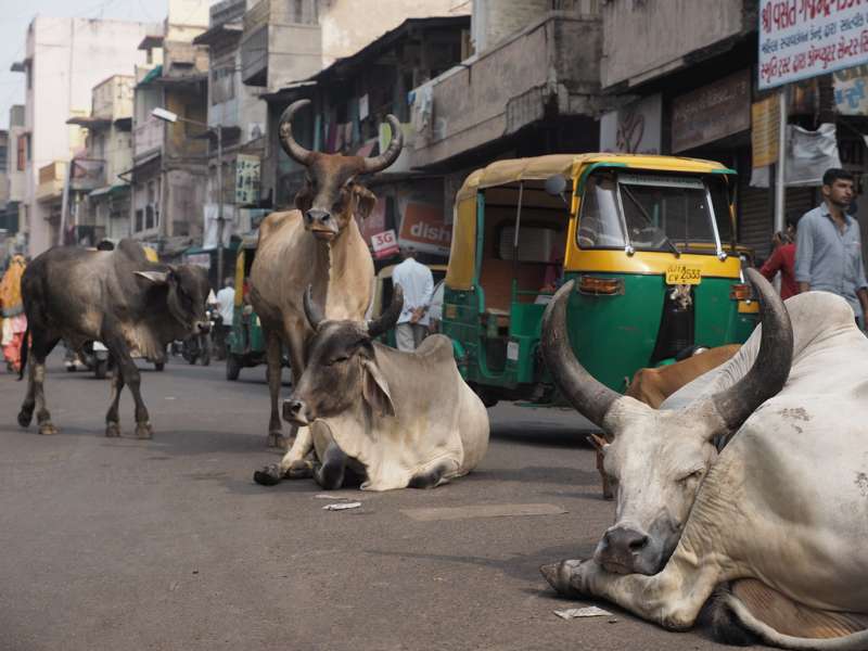 MUCCHE AHMEDABAD