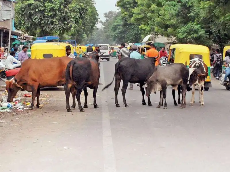 MUCCHE AHMEDABAD 