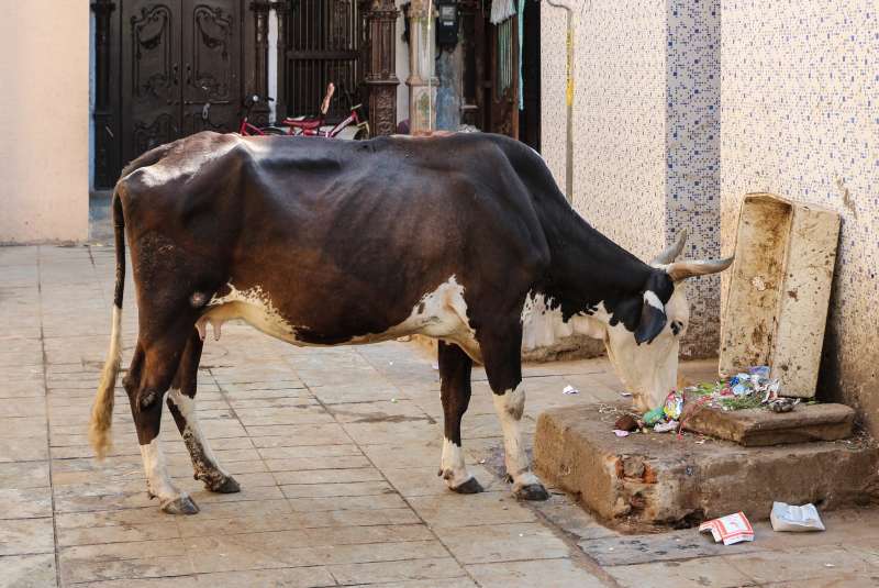 MUCCHE AHMEDABAD