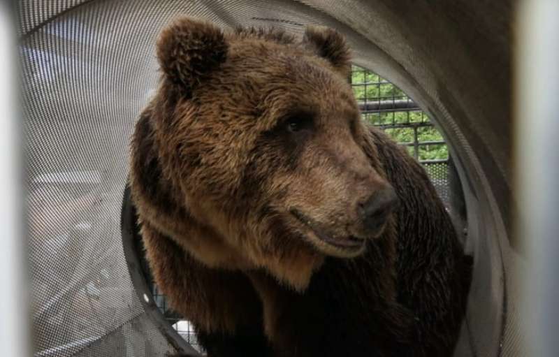 orso nella trappola tubo