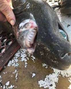 pesce misterioso in australia