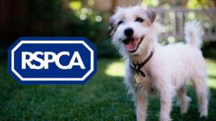 RSPCA 1