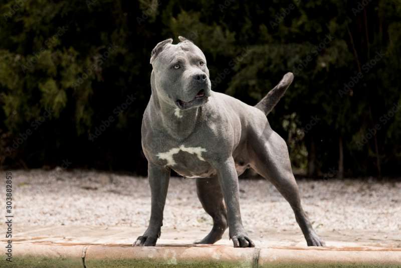 AMERICAN BULLY XL