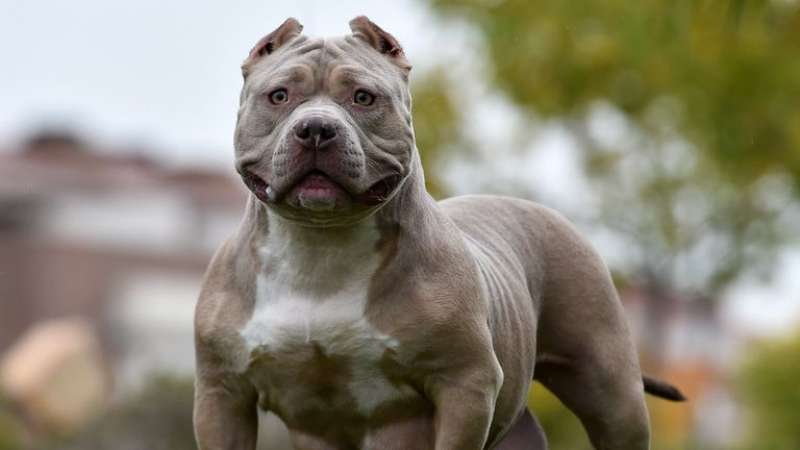 AMERICAN BULLY XL