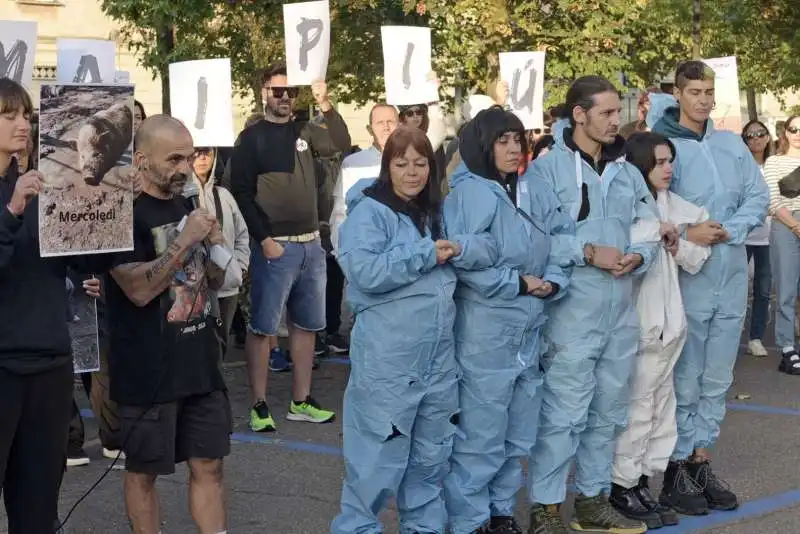 animalisti in presidio a pavia dopo l abbattimento dei maiali per la peste suina   7