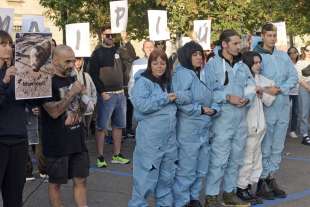 animalisti in presidio a pavia dopo l abbattimento dei maiali per la peste suina 7