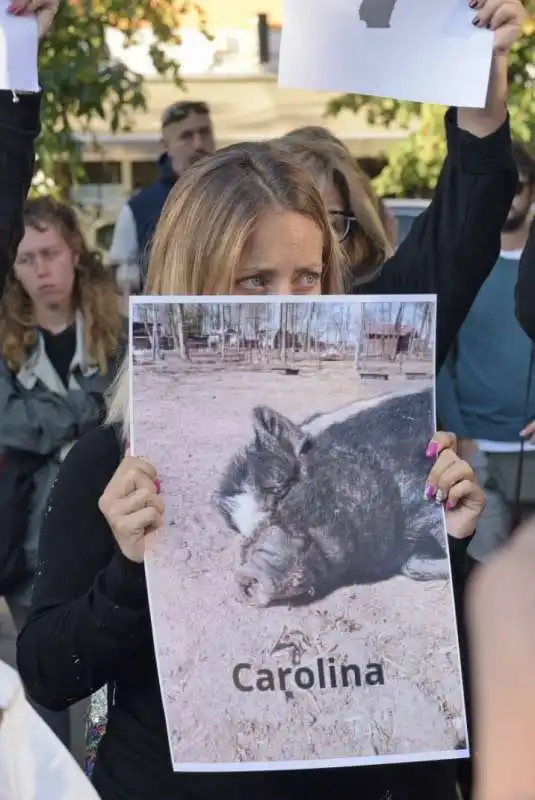 animalisti in presidio a pavia dopo l abbattimento dei maiali per la peste suina   3