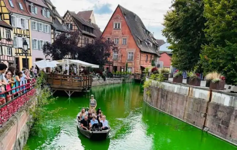 animalisti uccidono i pesci a colmar con il colorante nel fiume 3