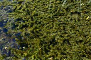 elodea nuttallii