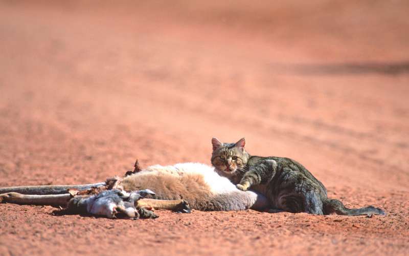 gatti in australia 3