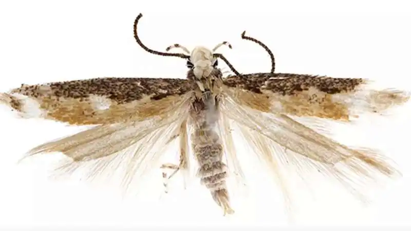 neopalpa donaldtrumpi  