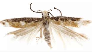 neopalpa donaldtrumpi