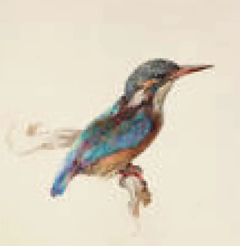 study of a kingfisher   john ruskin   1871 