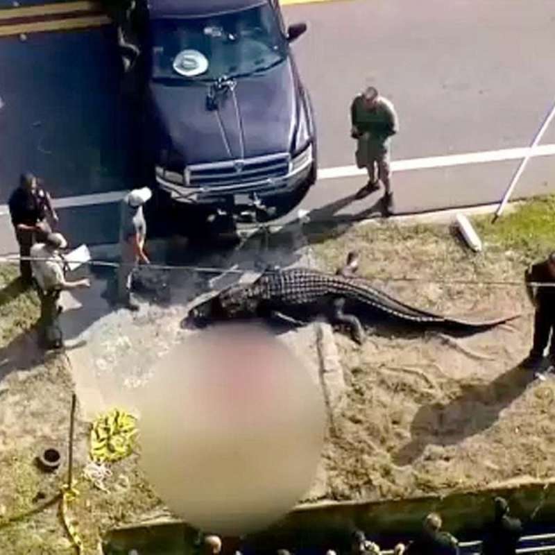 ucciso in florida un alligatore con busto umano in bocca 4