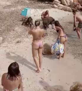 un branco di cinghiali sulla spiaggia de la maddalena in sardegna 1