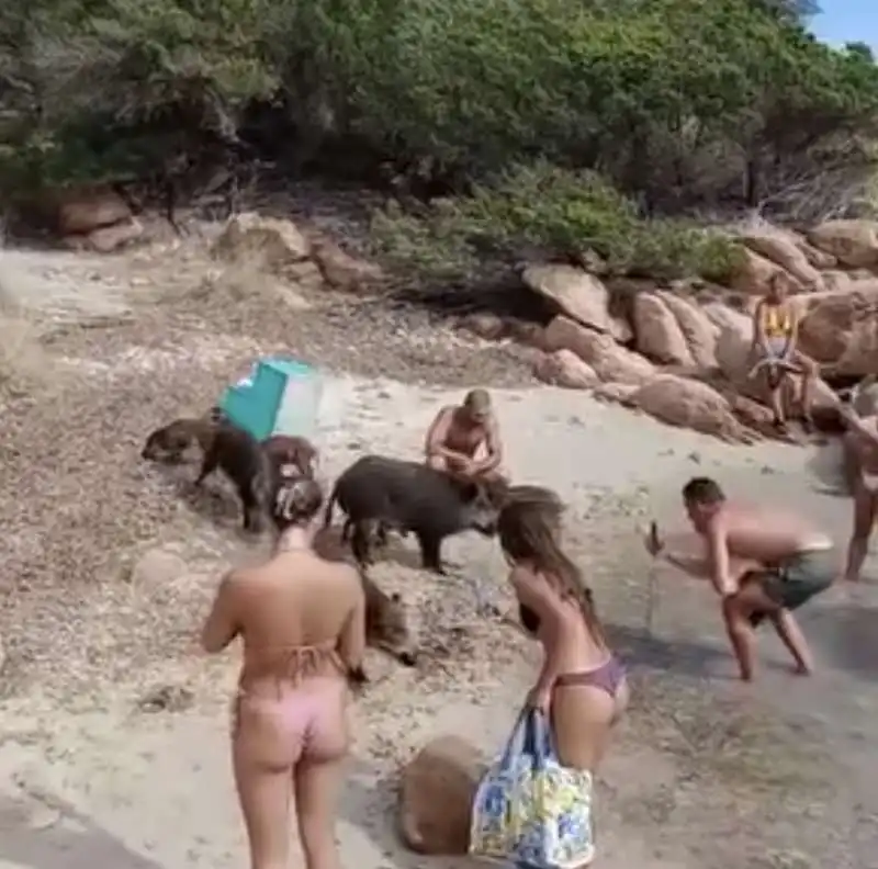 un branco di cinghiali sulla spiaggia de la maddalena in sardegna   10