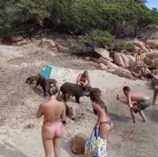 un branco di cinghiali sulla spiaggia de la maddalena in sardegna 10