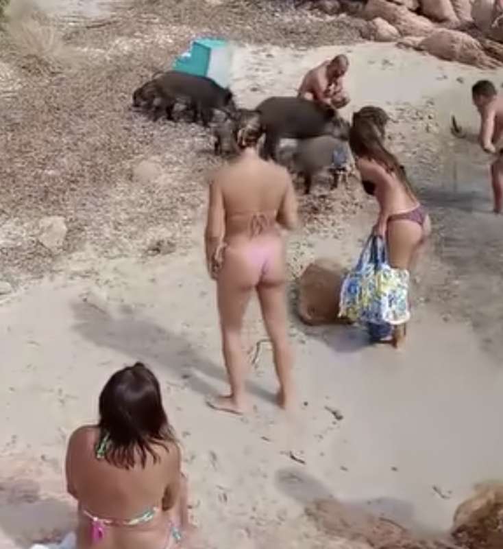 un branco di cinghiali sulla spiaggia de la maddalena in sardegna 11