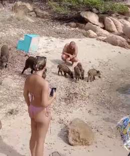 un branco di cinghiali sulla spiaggia de la maddalena in sardegna 3