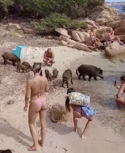 un branco di cinghiali sulla spiaggia de la maddalena in sardegna 5